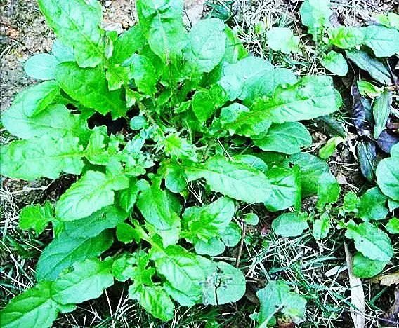 薺菜_proc 薺菜_proc